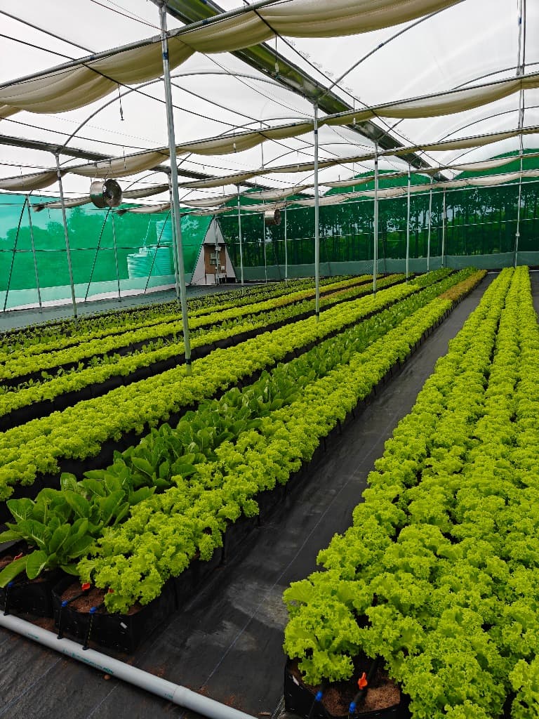 Sia Farms Hydroponic Setup