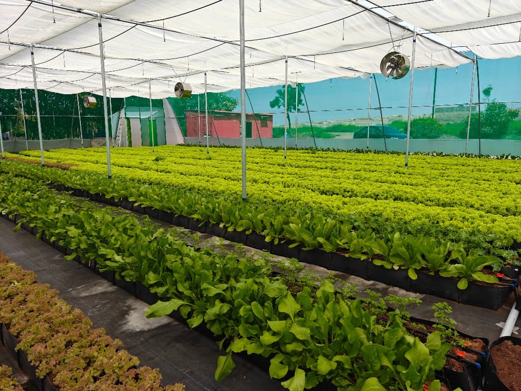 Sia Farms Hydroponic System